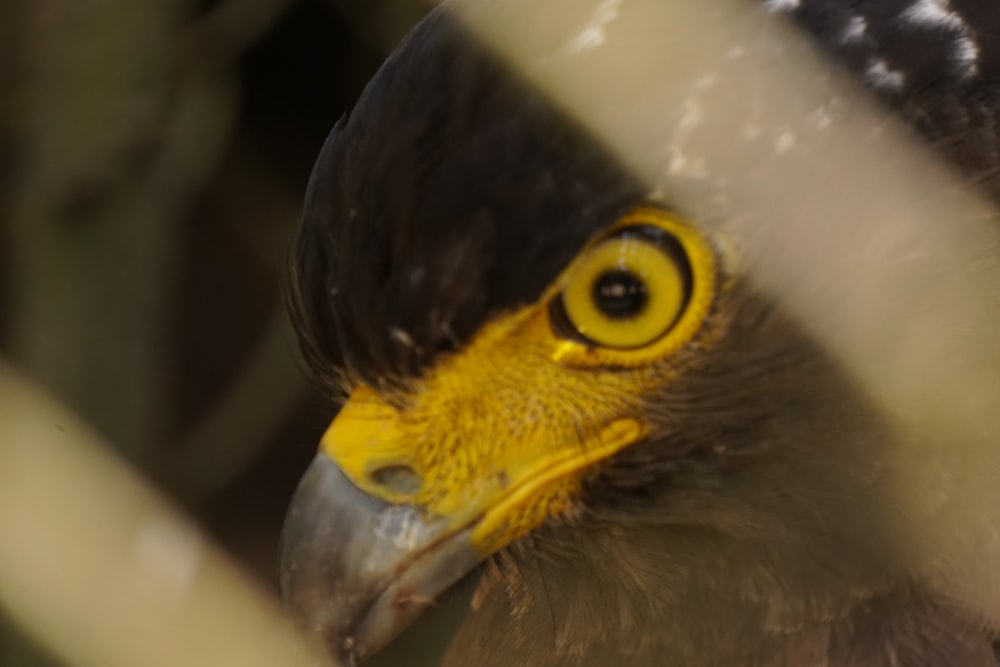 a close up of a bird behind a fence