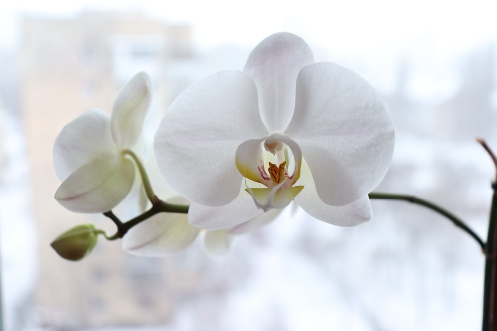 a close up of a white flower near a window