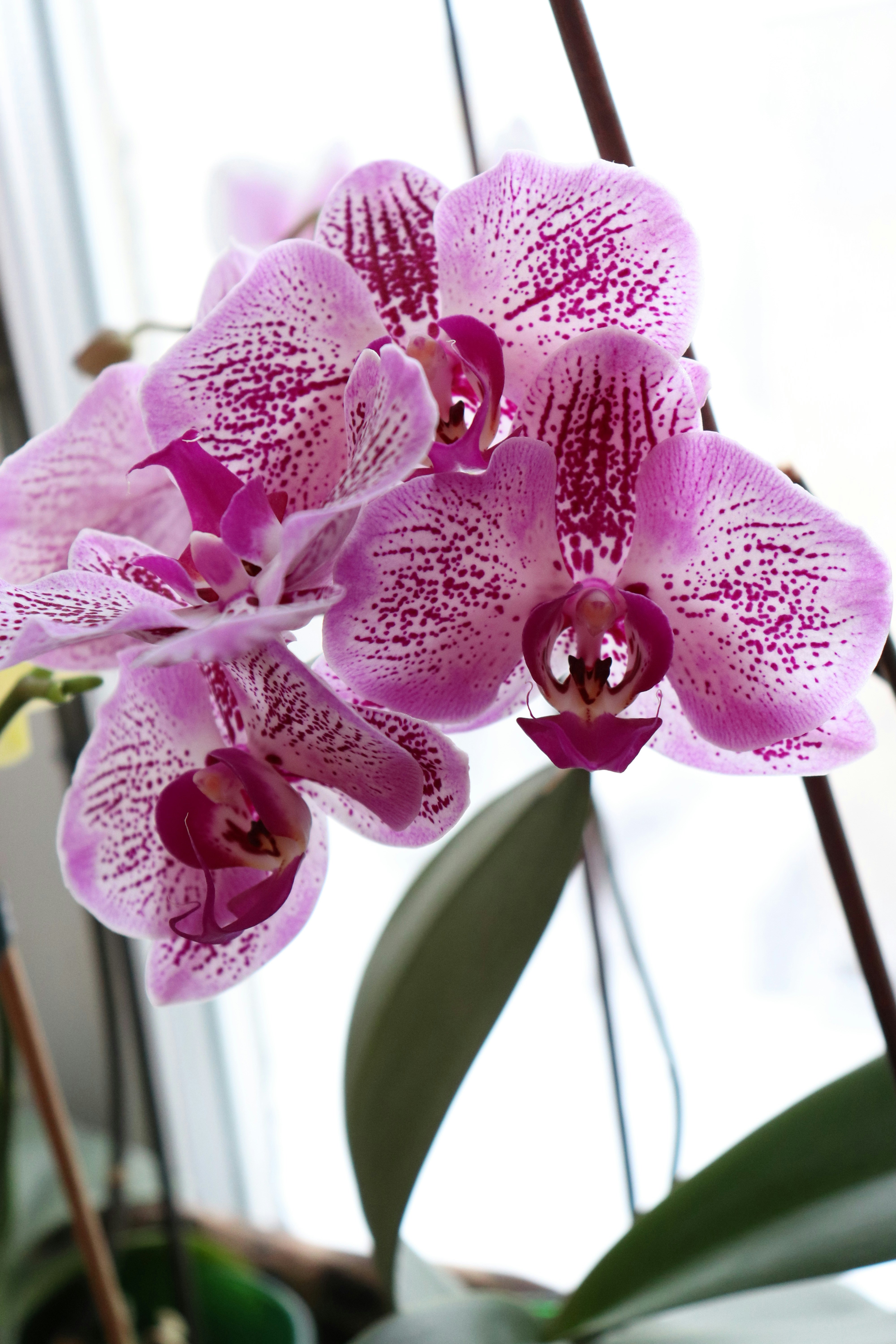 Photo by annalacroix