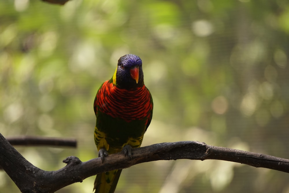 a colorful bird perched on a tree branch