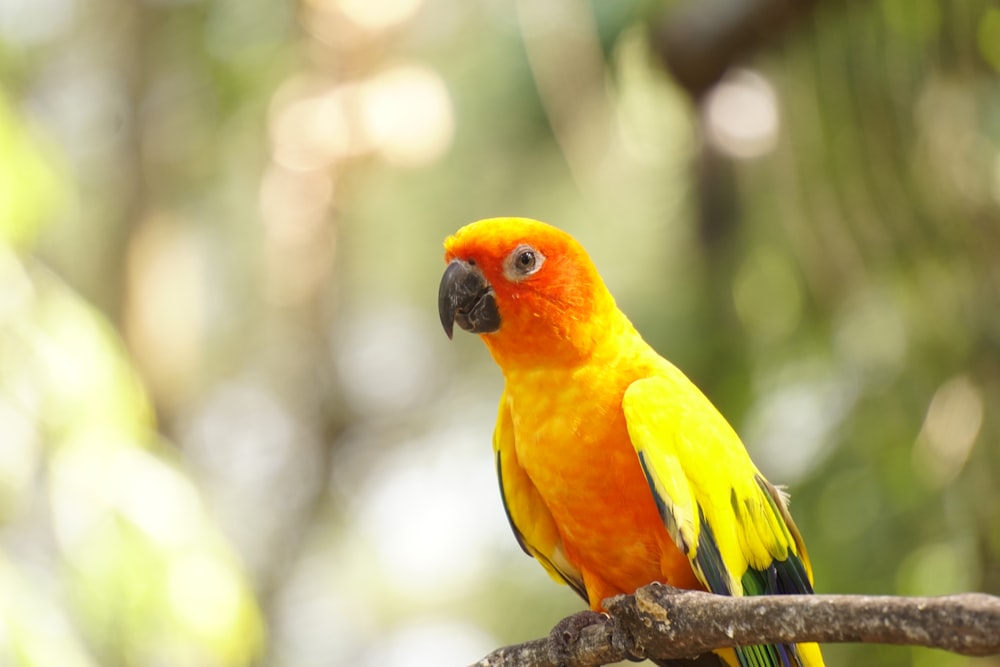 Un oiseau jaune et orange assis sur une branche d’arbre