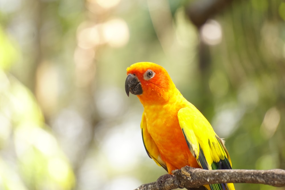 Ein gelb-oranger Vogel sitzt auf einem Ast