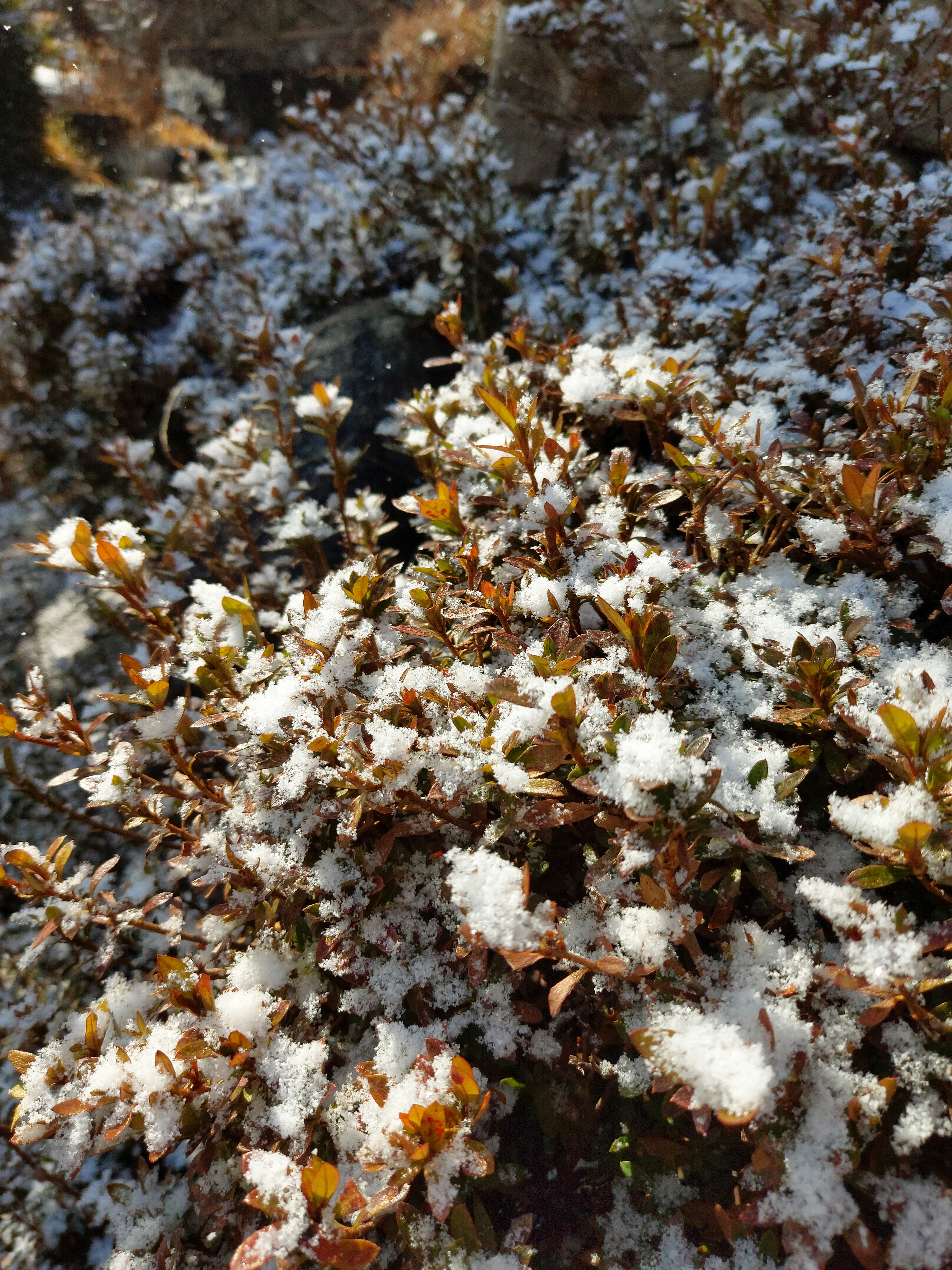 Photo by nocomeranimales