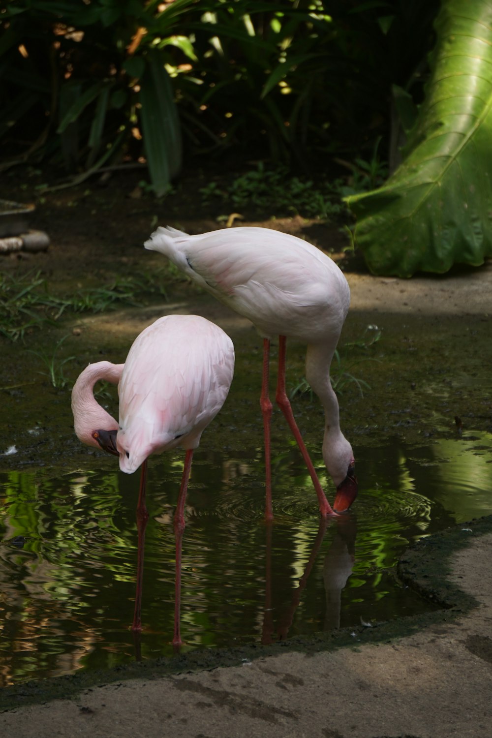 two flamingos are standing in the water near each other