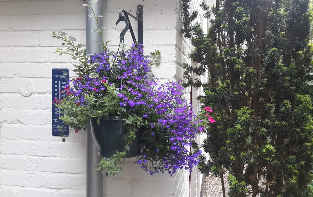 purple flowers in a hanging planter on a white brick wall