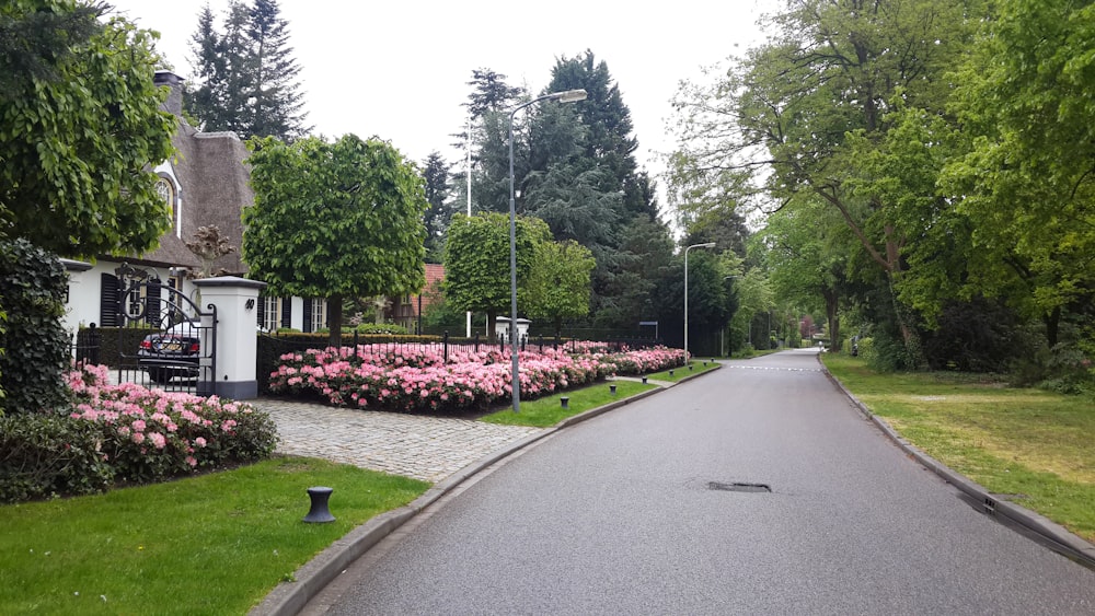 a street lined with lots of pink flowers