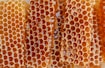 a close up of a bunch of honeycombs