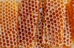 a close up of a bunch of honeycombs