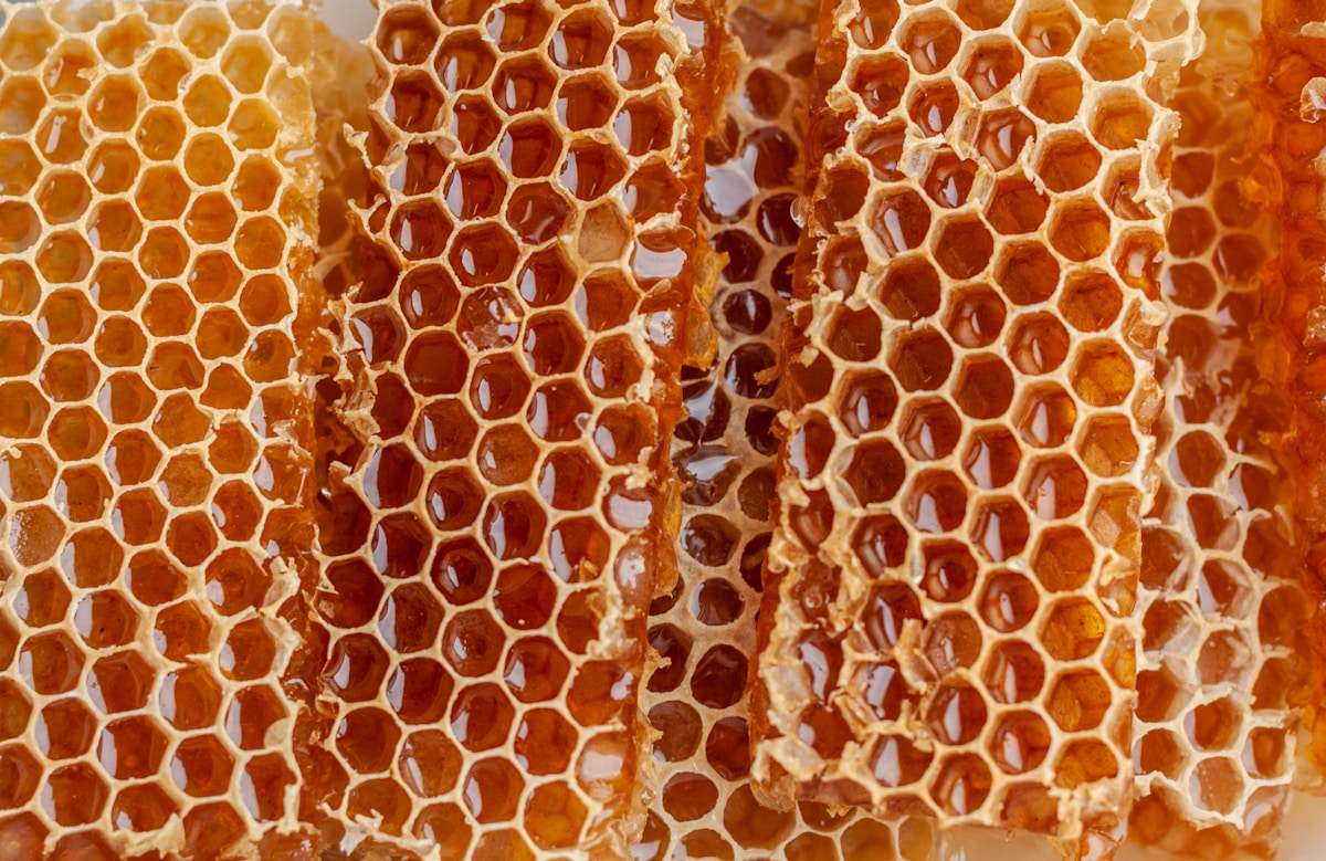Inside a Wild Forest Harvest