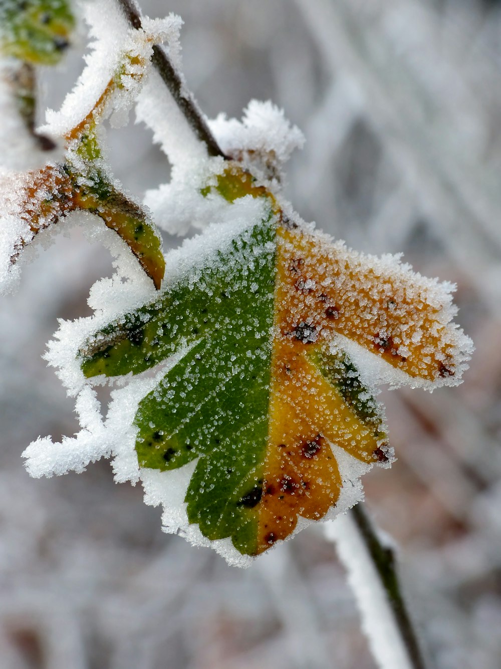 a close up of a leaf covered in snow