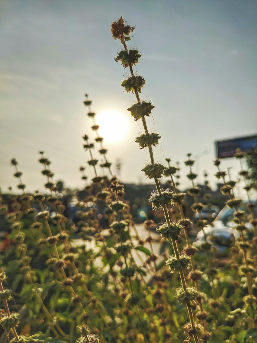 the sun is shining behind a tall plant