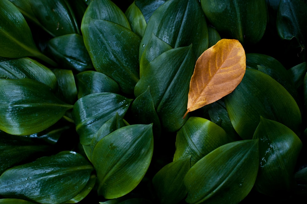 a single leaf on top of a green plant