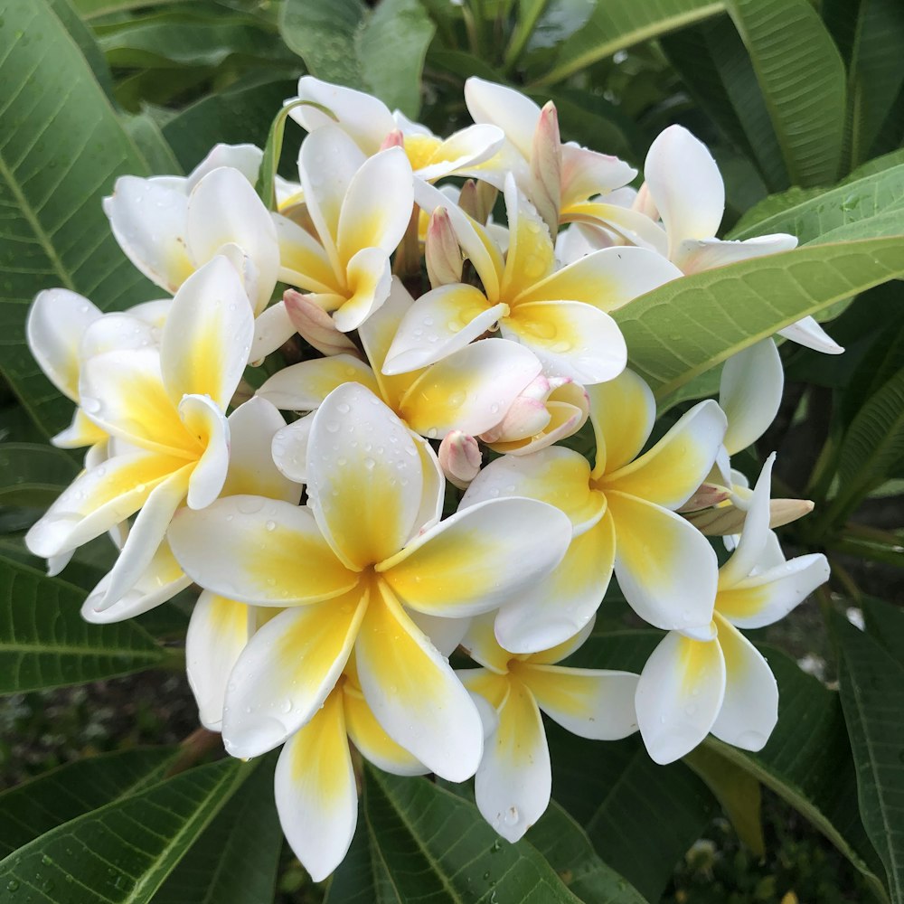 a bunch of yellow and white flowers on a tree