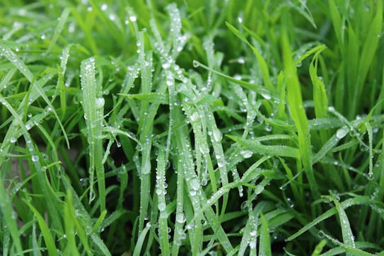 Fresh, green grass covered with small droplets of water, creating a sparkly and refreshing appearance. The droplets are evenly distributed and appear to cling delicately to the blades.
