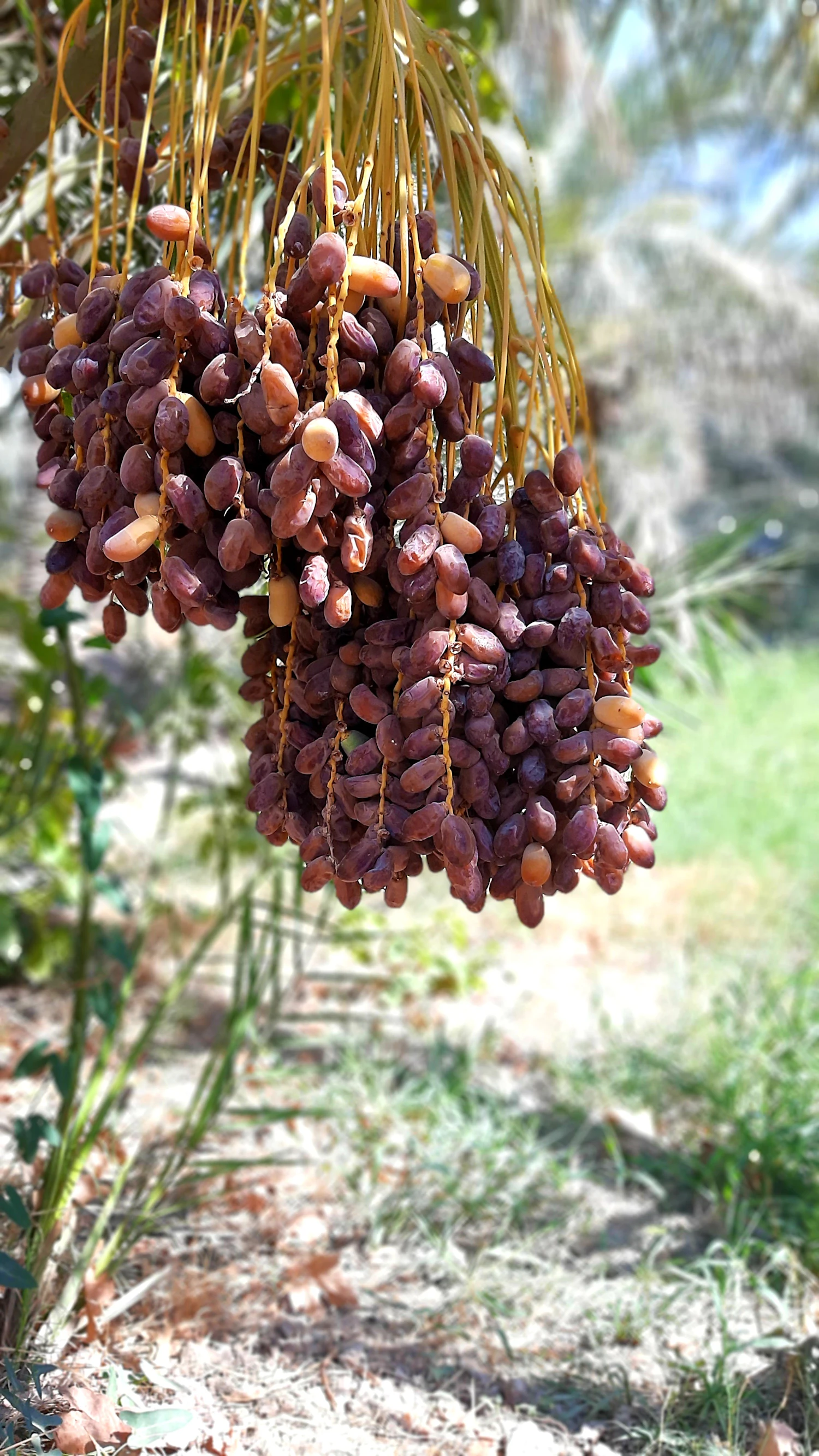 Thumbnail: a bunch of ripening dates on the palm