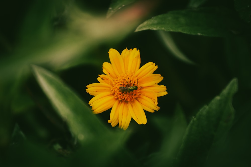 a yellow flower with green leaves in the background