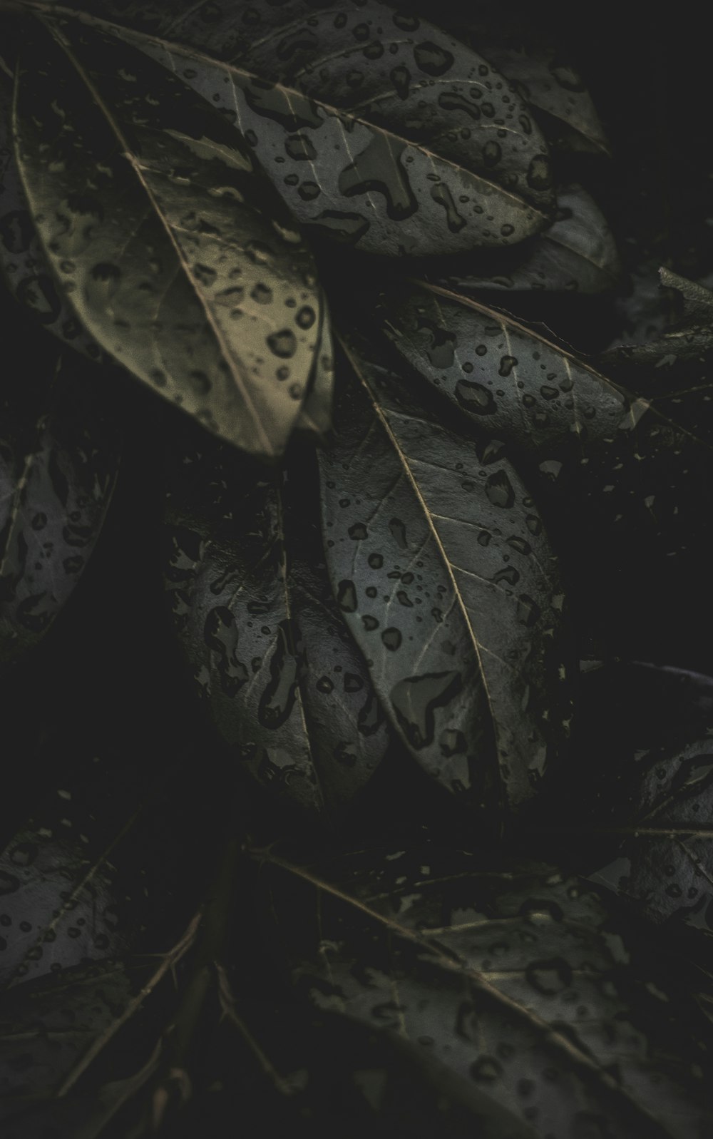 a bunch of leaves with water drops on them