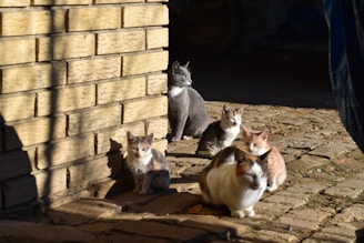 a group of cats sitting next to a brick wall