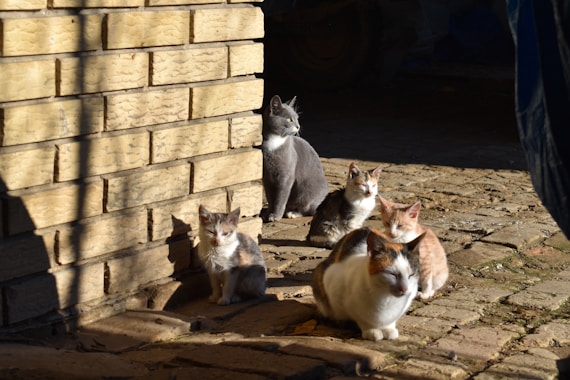 a group of cats sitting next to a brick wall