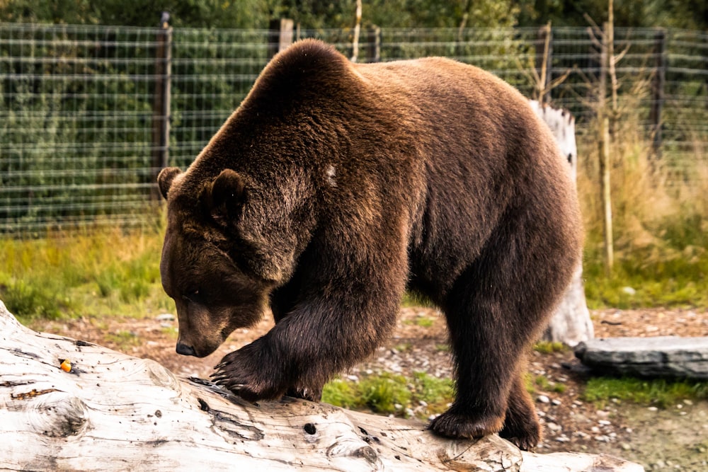 a large brown bear standing on top of a log