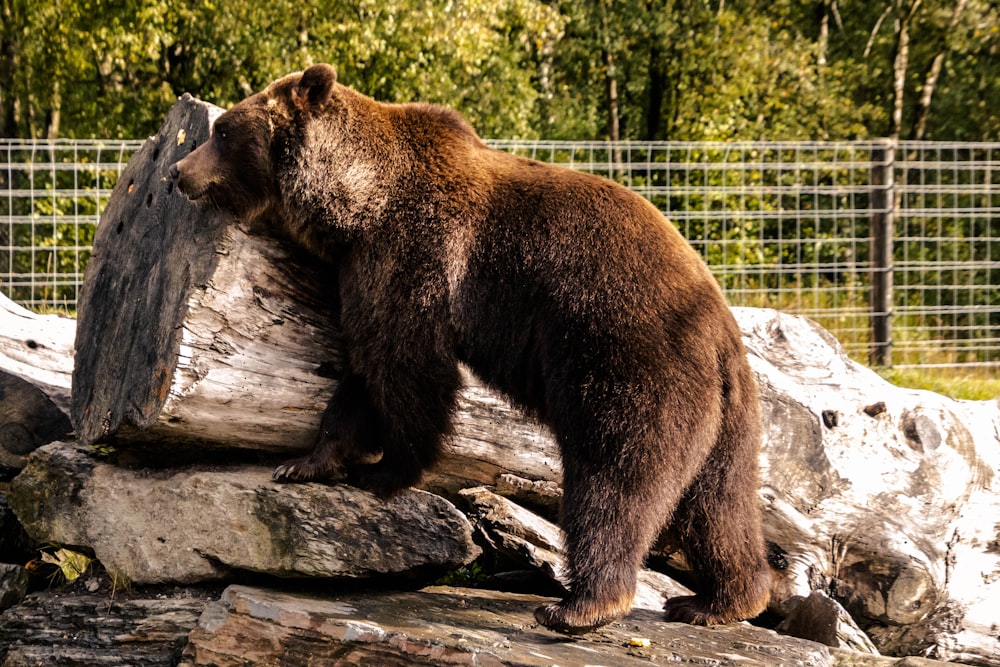Un grande orso bruno in piedi sulla cima di un tronco