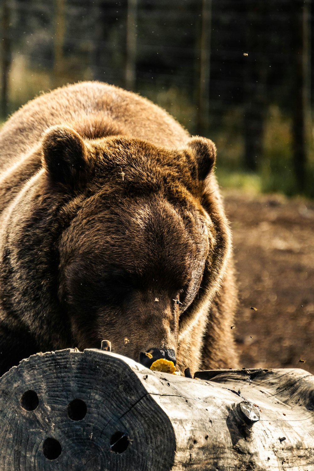a large brown bear standing next to a log