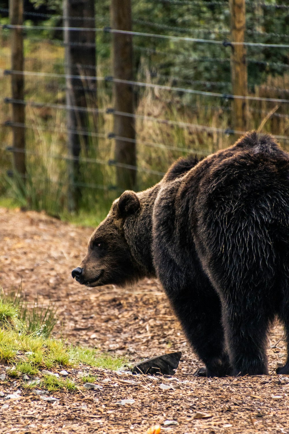 Un gros ours brun debout au sommet d’un chemin de terre