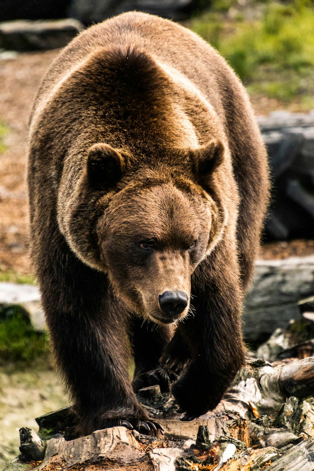 a large brown bear walking across a forest