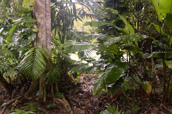 Dense tropical vegetation featuring a variety of large, broad-leafed plants. The ground is covered with fallen leaves and there is a tree with visible roots. The scene is lush and green, suggesting a humid environment.
