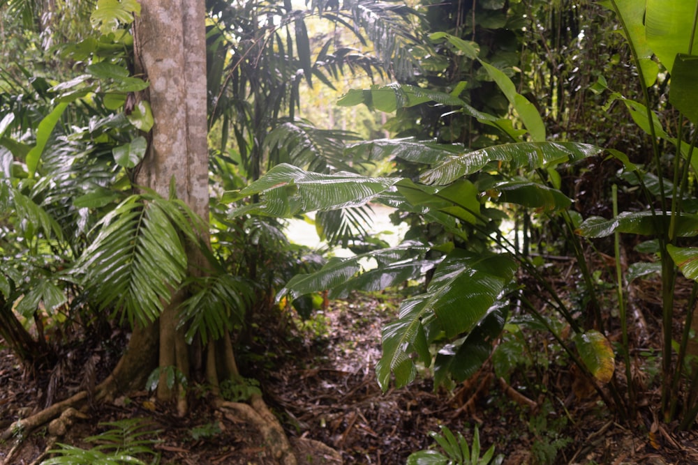 a lush green forest filled with lots of trees