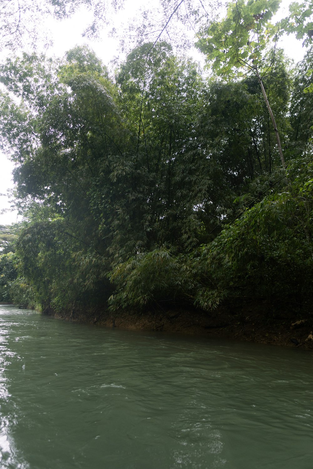 a river running through a lush green forest