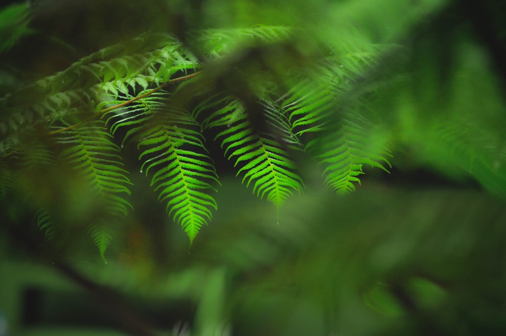 a close up of a green leafy plant