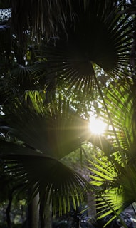 the sun shines through the leaves of a palm tree