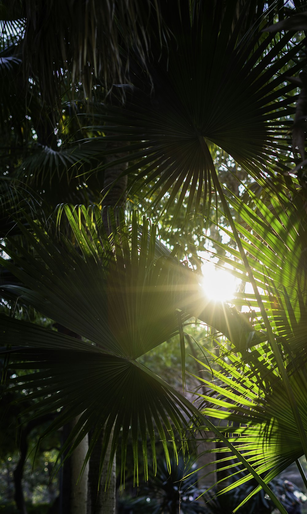 the sun shines through the leaves of a palm tree