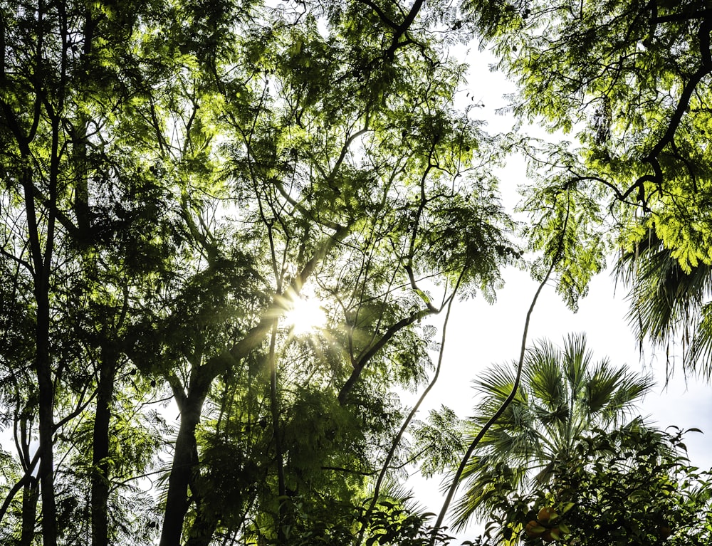 the sun is shining through the trees in the forest