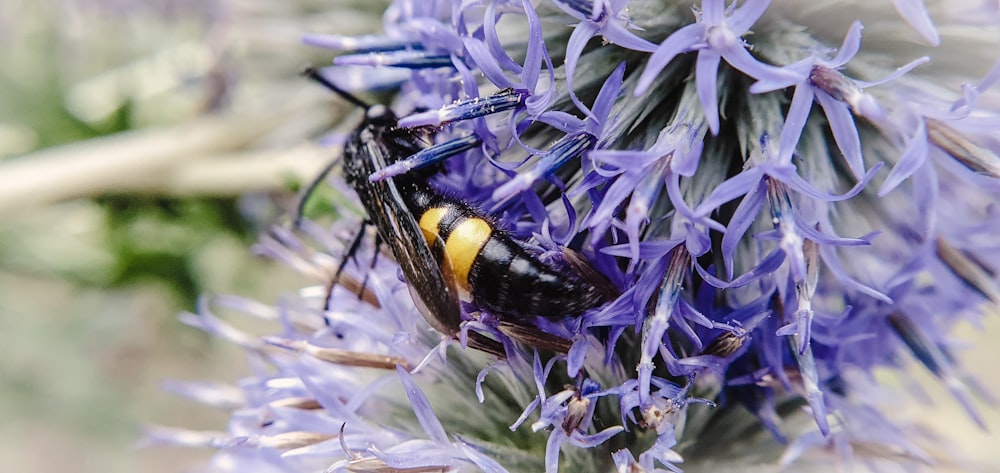 a close up of a flower with a bug on it