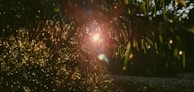 Sunlight streaming through pine needles onto a rustic wooden table with open field journals.
