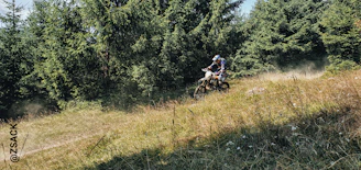 A rider speeding down a dirt berm in the downhill park surrounded by tall pine trees.