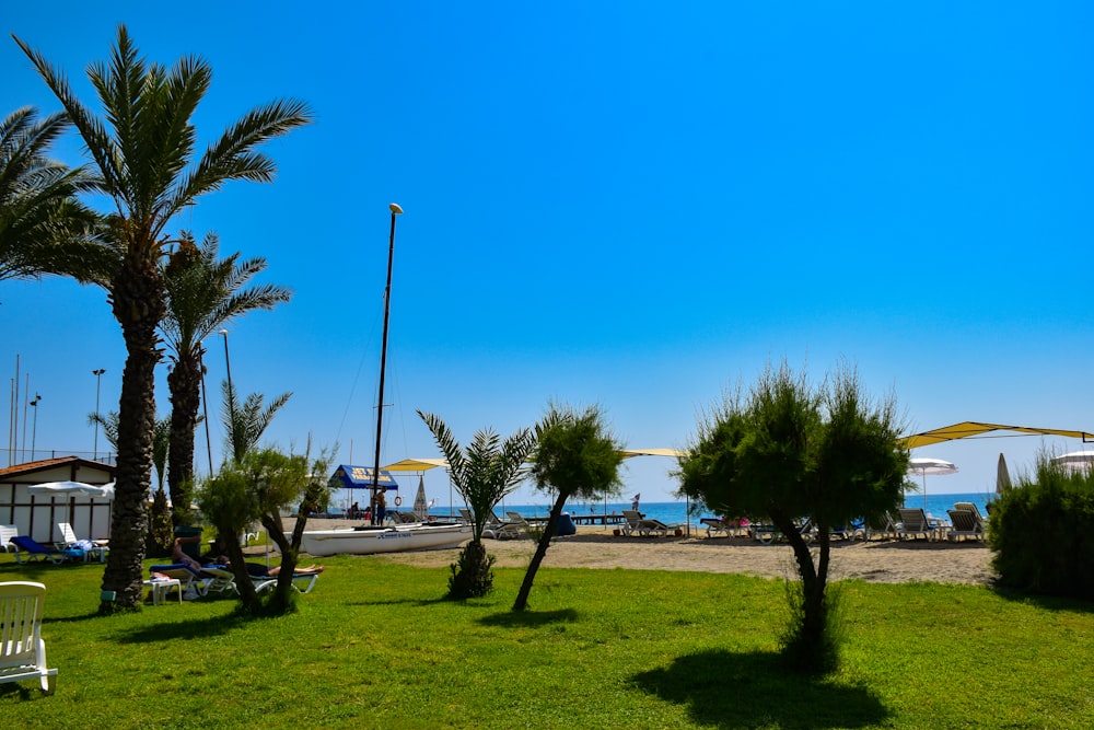 a grassy area with palm trees and a beach in the background