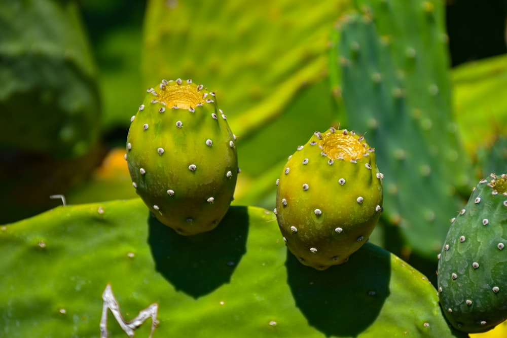 a close up of a green cactus plant