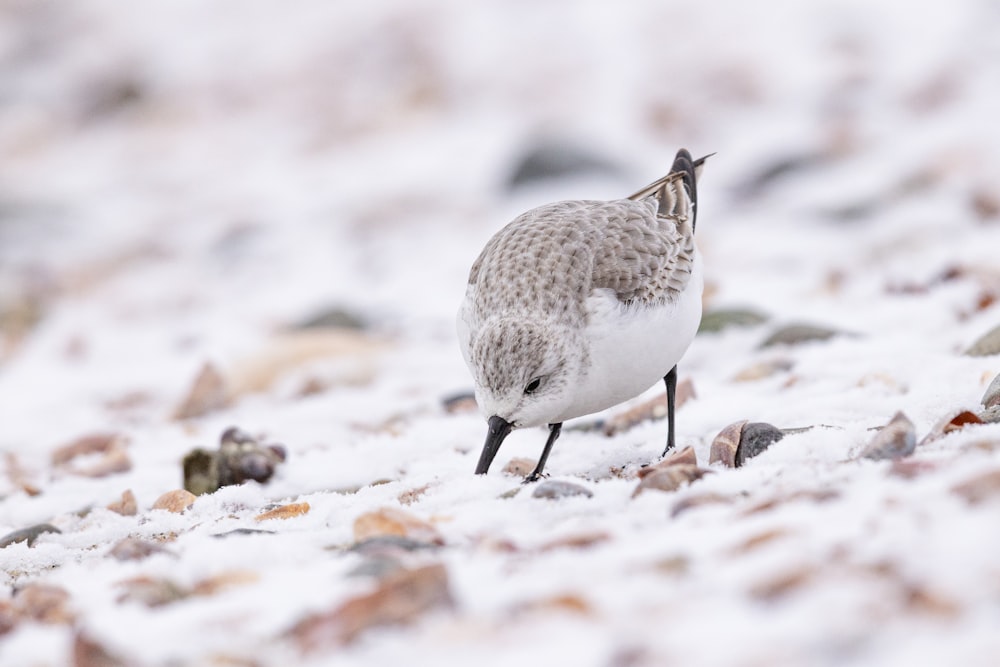 a small bird standing on top of a snow covered ground