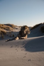 A lion lies gracefully on sandy terrain, surrounded by sparse patches of grass and gentle dunes. The lighting suggests either early morning or late afternoon, casting long shadows across the sand. Lion paw prints can be seen leading to its resting spot.
