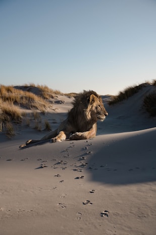A lion lies gracefully on sandy terrain, surrounded by sparse patches of grass and gentle dunes. The lighting suggests either early morning or late afternoon, casting long shadows across the sand. Lion paw prints can be seen leading to its resting spot.