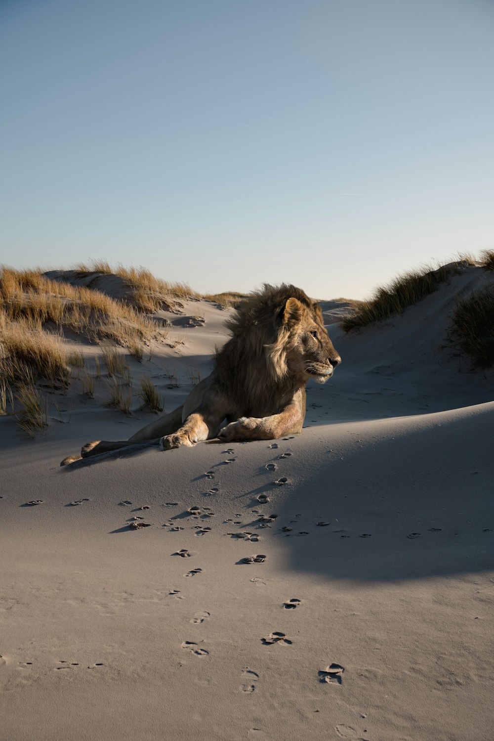 a lion laying down in the sand on a sunny day