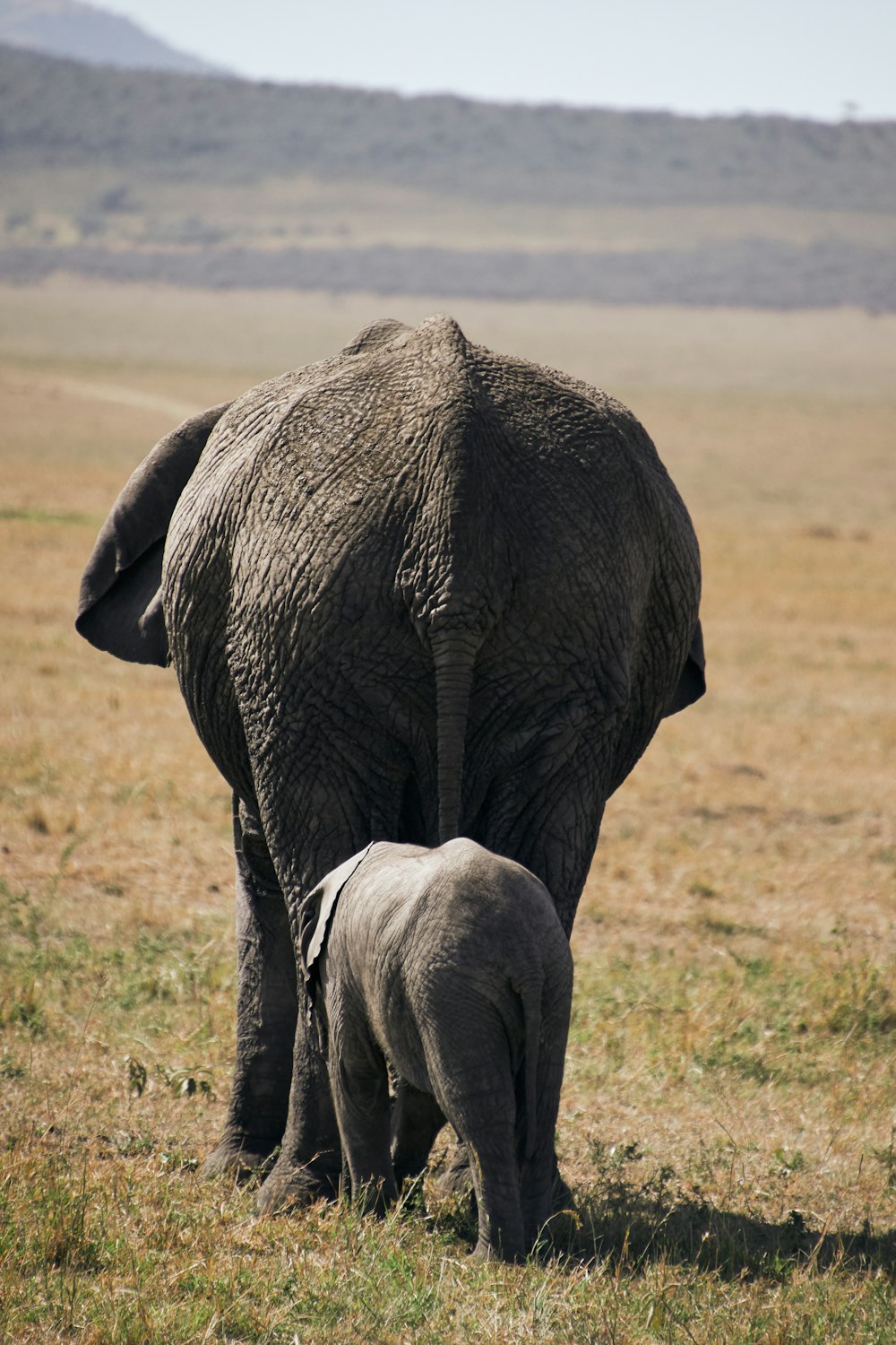 a large elephant and a small elephant walking in a field