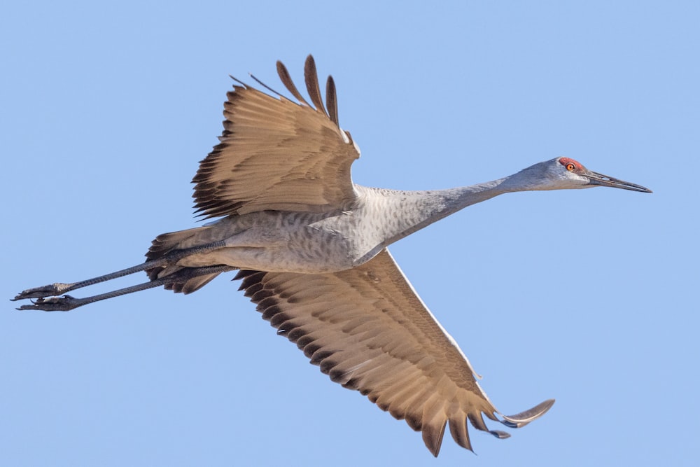 a large bird flying through a blue sky