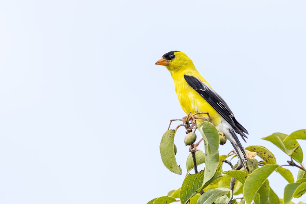 un uccello giallo seduto sulla cima di un ramo dell'albero