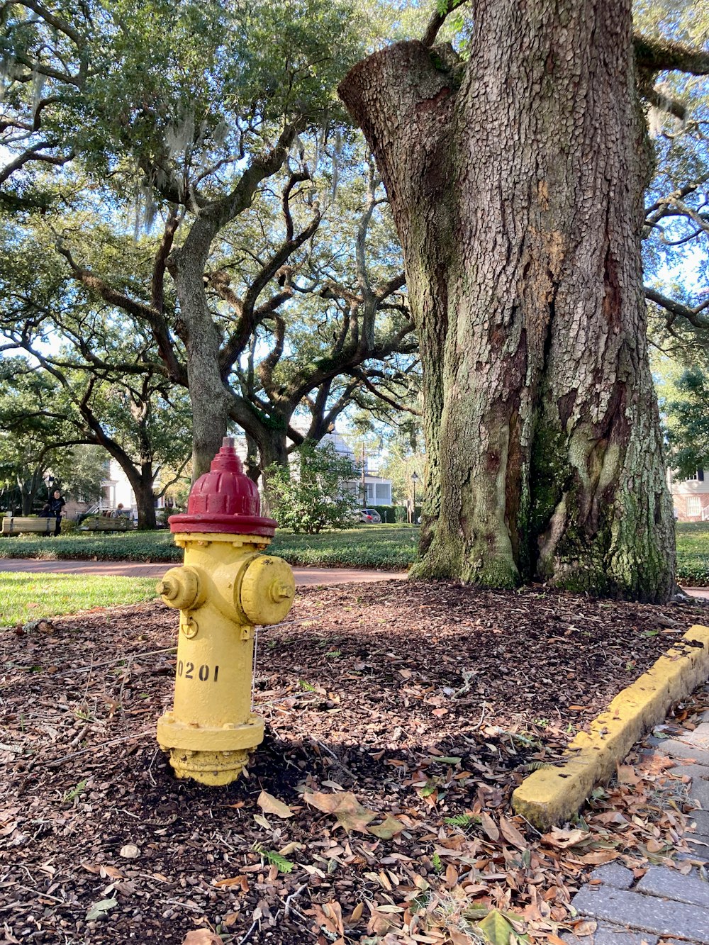 a yellow and red fire hydrant sitting next to a tree