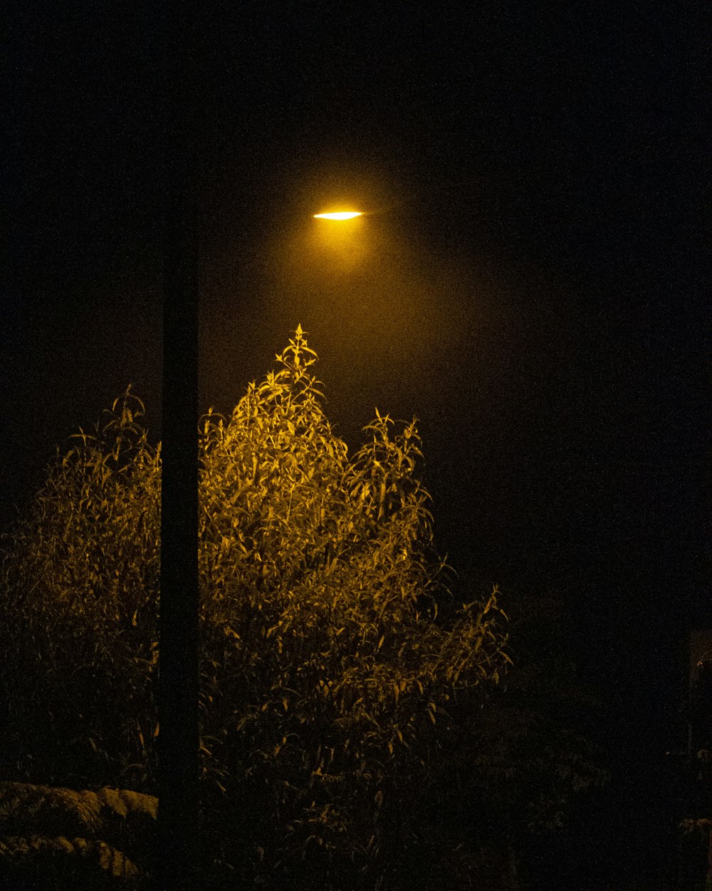 a street light shines brightly in the dark