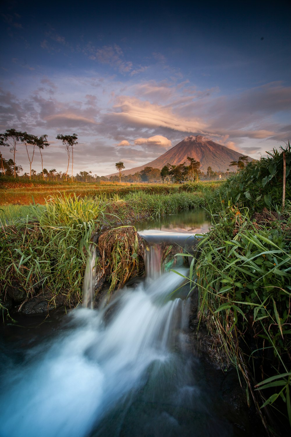 a stream running through a lush green forest